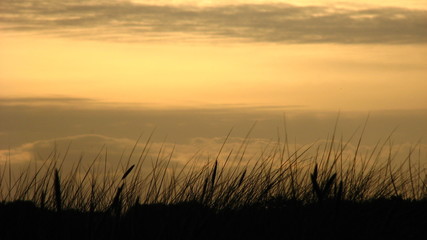silhoutte vom seegras im fordergrund vom sonnenuntergang