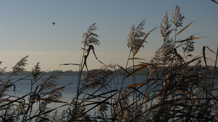 silhouette von pflanzen vor der ostsee und blauen himmel
