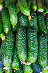 cucumbers from the field