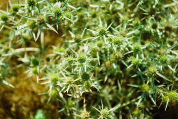 Dry prickly leaf on branch