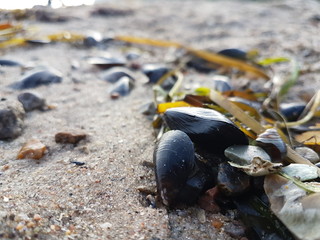 angespülte muscheln am ostseestrand