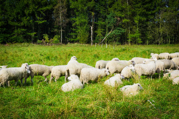 Fototapeta premium Flock of sheep grazing