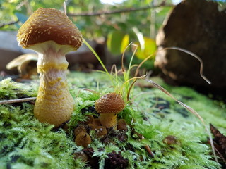 Pilz ansammlung im wald