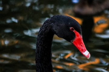 Black Swan