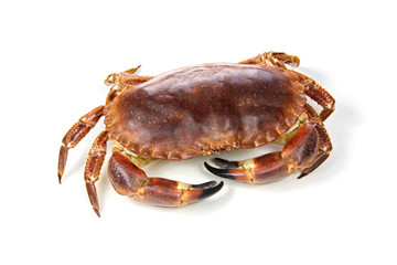 crab isolated on white background