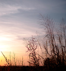 Obraz premium Close up grass field in the evening with twilight