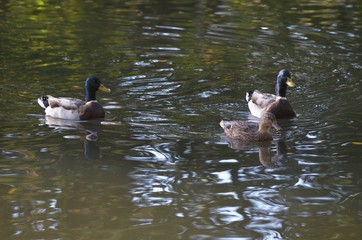 small group of mallards female and male in the water, ducks swimming