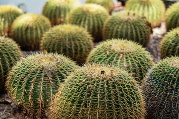 Big round cactus close-up. Echinocactus grusonii (Golden Barrel Cactus)