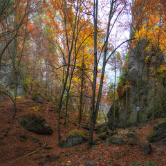 Forest in Autumn, Sulov Rocks (Sulovske Skaly) National Nature Reserve, Slovakia