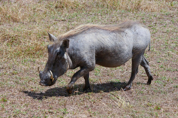 Photo wild boar / Photo wild boar - warthog in the valley of the Ngorongoro crater
