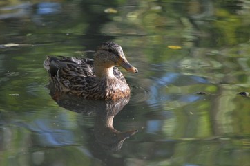 female mallard in the water, brown duck swims in lake in the season autumn