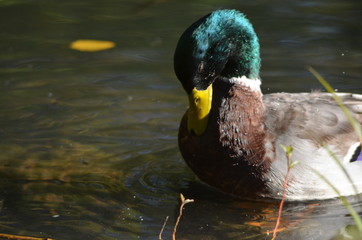 male duck rubs oil in feathers to make them waterproof, mallard in the water near to the shore