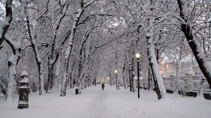 Winter in the park