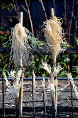 カムイノミ　イナウ　アイヌ儀式