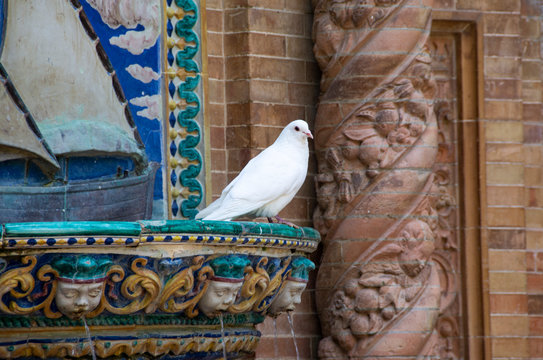 Witte duif op fontein