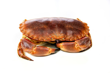 crab isolated on white background