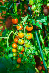 tomatoes grown in a greenhouse