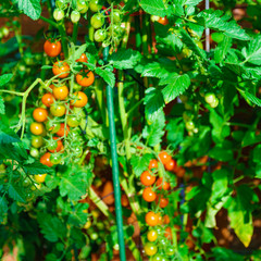 Ripe organic tomatoes in garden