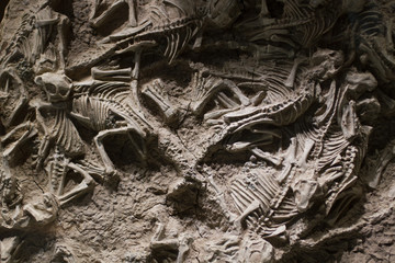 the texture of the skeletons