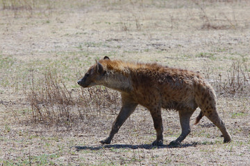 Hyena going on Safari / Photo of hyena resting in Ngorongoro crater Safari