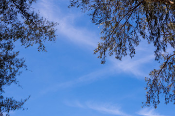Freshness Pine leaves and blue sky background