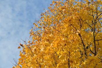 Maple crown sparkles like gold in late autumn