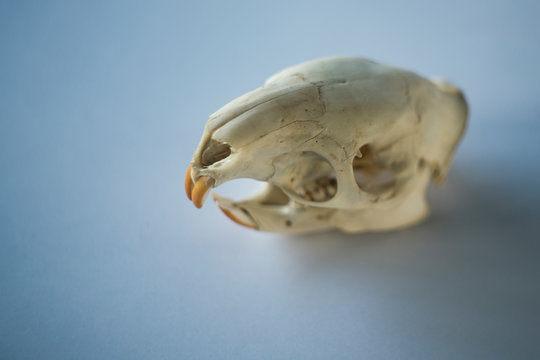 Skull Of A Rodent On Clean Background