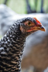 black and white chicken hen close up