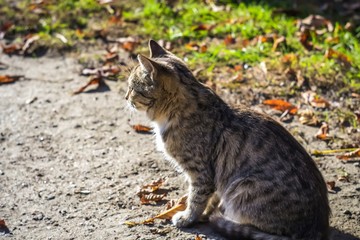 A grey cat in  bright sun day. Alone cat is sitting on the ground. A portrait of a close-up.