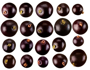 BLACKCURRENTS