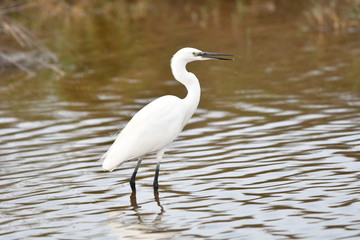 Obraz premium aigrette 