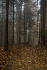 Jesienny las © Kasia R.