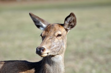 Weiblicher Damhirsch