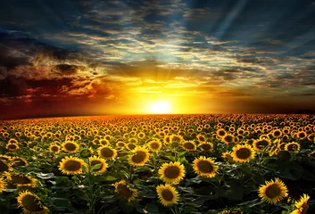 Türaufkleber Sonnenblume © Vitaly Krivosheev