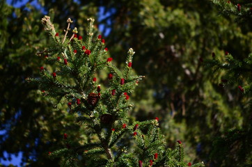 Blooming tree, red fir cones, fruits ate