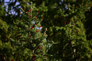 Blooming tree, red fir cones, fruits ate