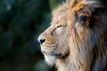Lion profile