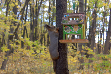squirrel on a tree