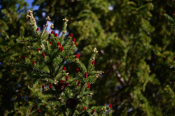 Blooming tree, red fir cones, fruits ate