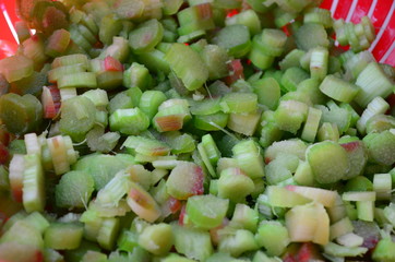 Beautiful bush of hydrangea flowers in a garden