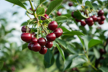 cherries on tree