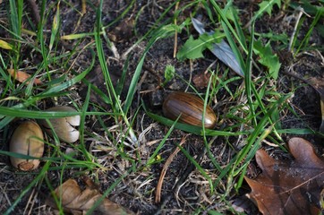 autumn is coming, acrons and brown leaves on the soil in cold season between green grass
