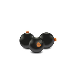 vector black currants 