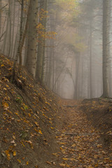 Jesienny las © Kasia R.