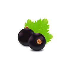 vector black currants of group with leaf