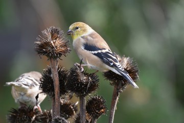 Gold Finch on Echinecea