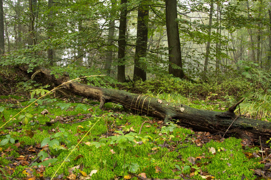 Liegender alter Baum auf kleiner Lichtung