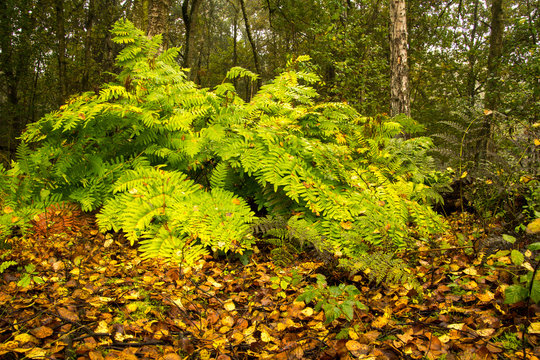 Gro&szlig;er gr&uuml;ner Farn im Herbstwald mit Laub