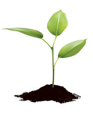 Green sprout growing out from soil isolated on white. Vector 3d illustration