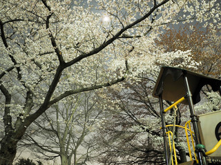 夜桜の公園